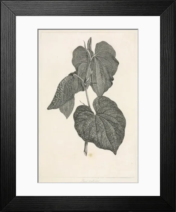 Framed Print : Piper methysticum, kava Framed Print : Piper methysticum, kava