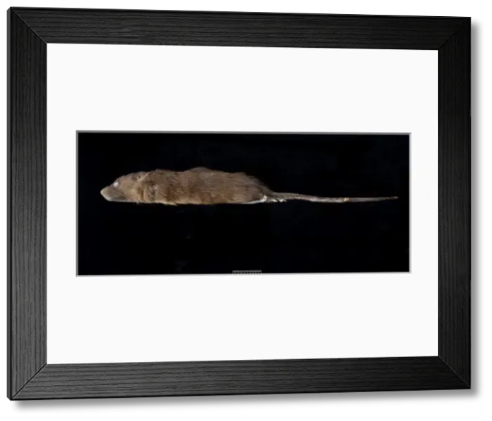Framed Print : Megalomys desmarestii, antillean giant rice rat Framed Print : Megalomys desmarestii, antillean giant rice rat