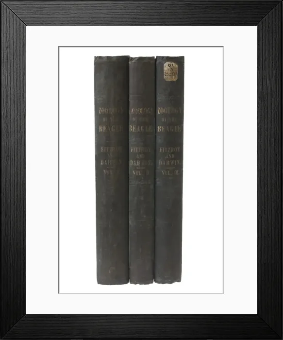 Framed Print : The zoology of the voyage of HMS Beagle Framed Print : The zoology of the voyage of HMS Beagle