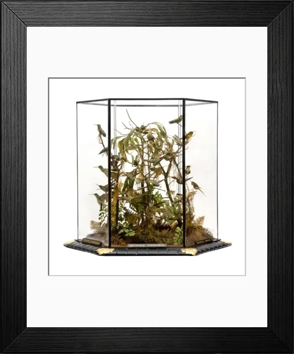 Framed Print : Agyrtria viridiceps, hummingbird display Framed Print : Agyrtria viridiceps, hummingbird display