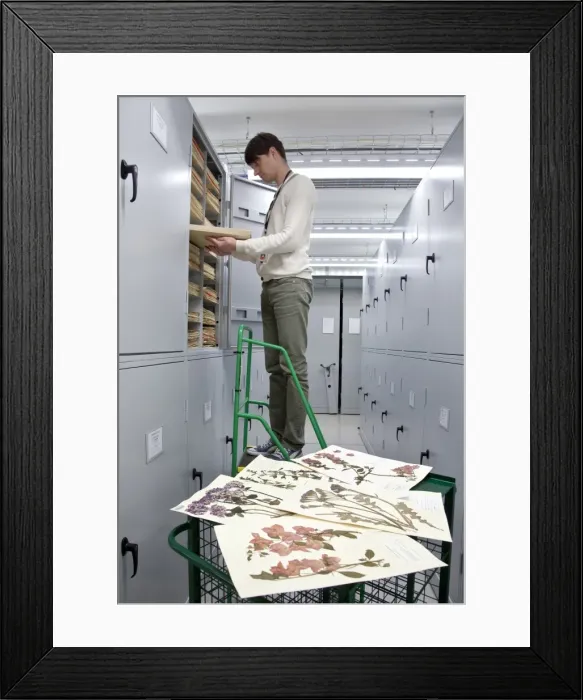 Framed Print : General Herbarium, Darwin Centre Framed Print : General Herbarium, Darwin Centre