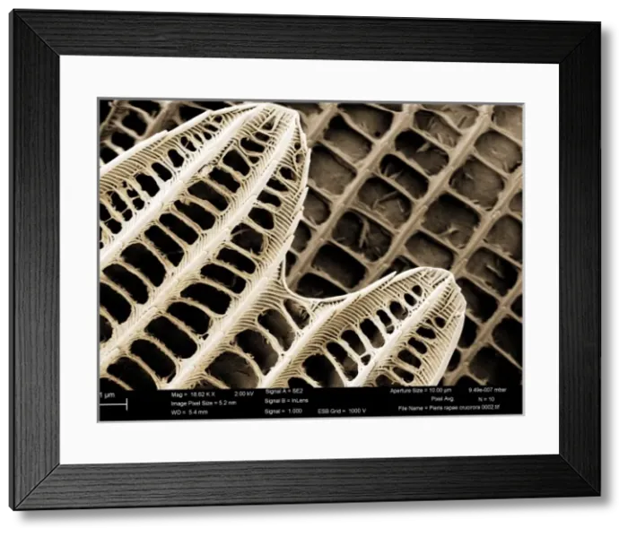 Framed Print : Pieris rapae, small white Framed Print : Pieris rapae, small white