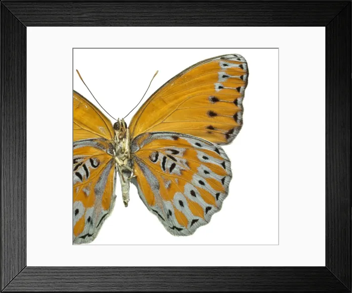 Framed Print : Crenidomimas concordia, butterfly Framed Print : Crenidomimas concordia, butterfly
