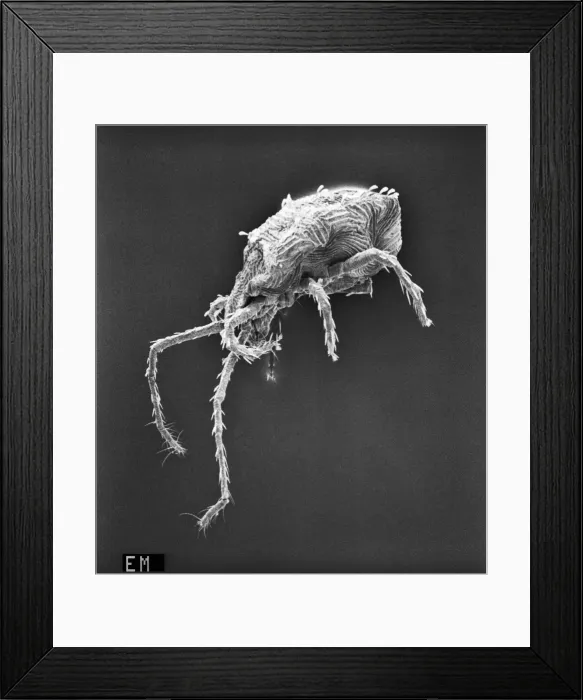 Framed Print : Renanthera coccinea Framed Print : Renanthera coccinea