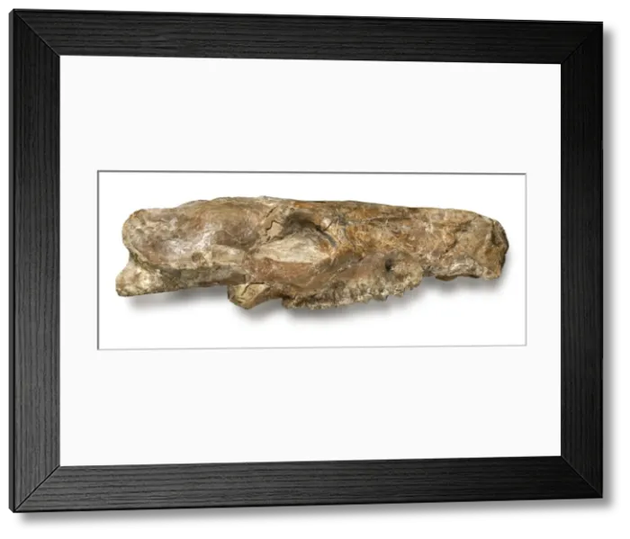 Framed Print : Phiolophus vulpiceps Framed Print : Phiolophus vulpiceps