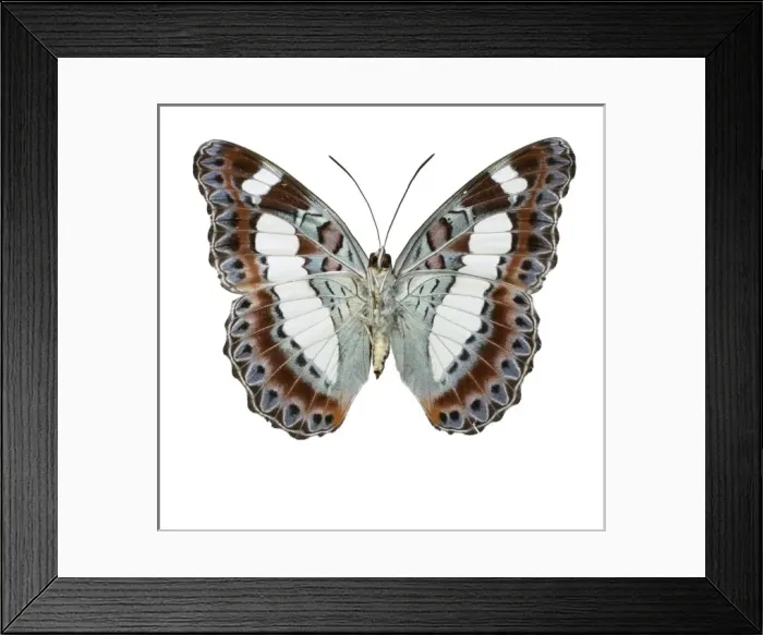 Framed Print : Moduza nuydai, butterfly Framed Print : Moduza nuydai, butterfly