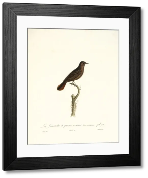 Framed Print : La fauvette a queue rousse, a red-tailed warbler Framed Print : La fauvette a queue rousse, a red-tailed warbler