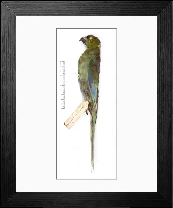 Framed Print : Cyanoramphus zealandicus, black-fronted parakeet Framed Print : Cyanoramphus zealandicus, black-fronted parakeet