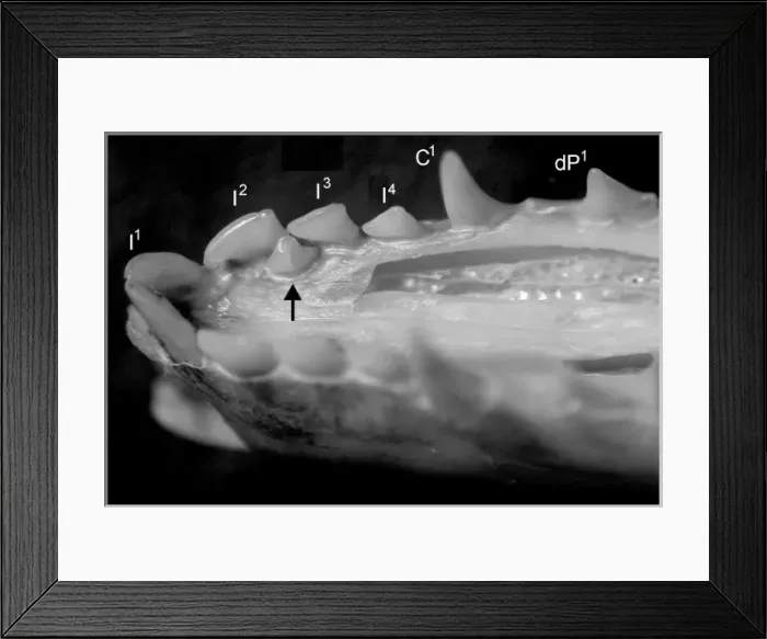 Framed Print : Caenolestes Framed Print : Caenolestes