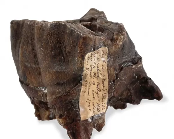 Tooth from Coelodonta antiquitatis, woolly rhinoceros