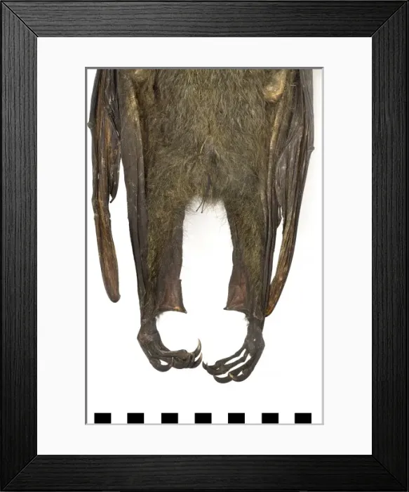 Framed Print : Pteropus poliocephalus, grey-headed flying-fox Framed Print : Pteropus poliocephalus, grey-headed flying-fox