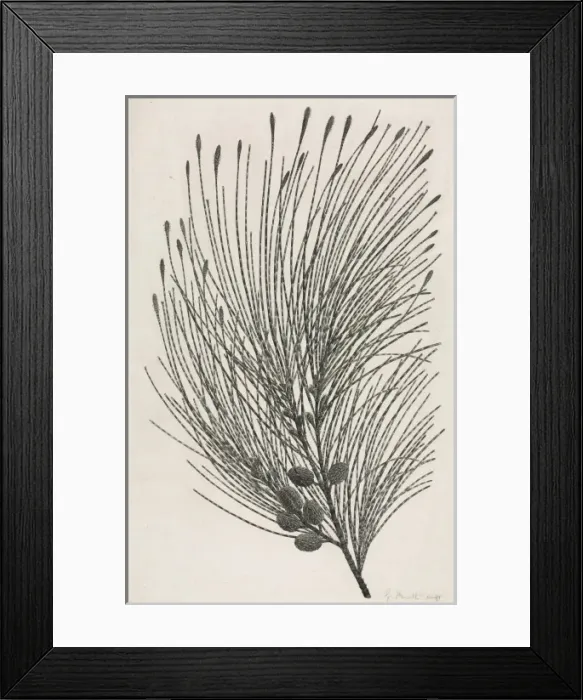 Framed Print : Casuarina equisetifolia, beach sheoak Framed Print : Casuarina equisetifolia, beach sheoak