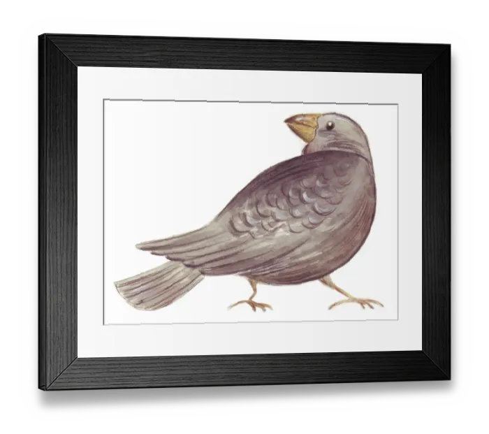 Framed Print : Darwin finch Framed Print : Darwin finch