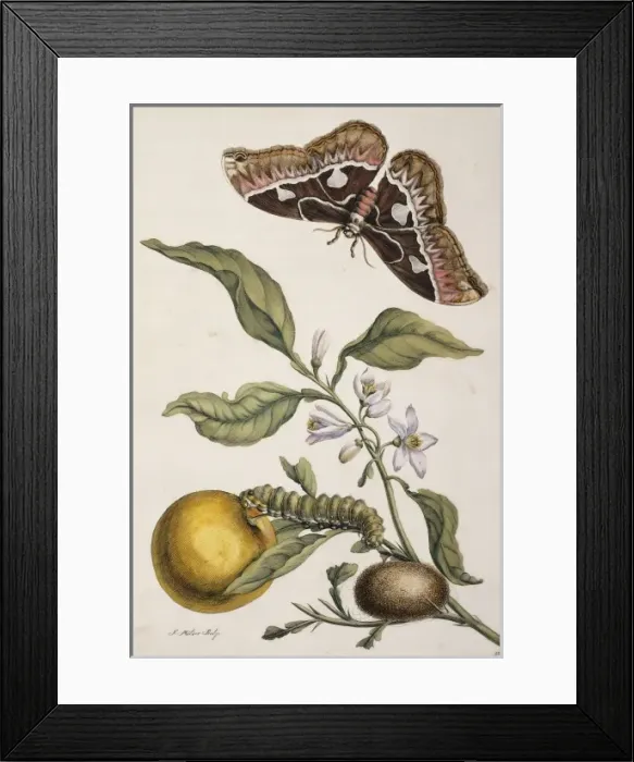 Framed Print : Insects of Surinam