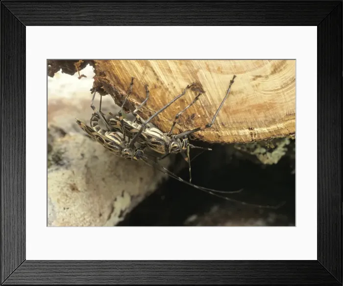 Framed Print : Acrocinus longimanus, Harlequin beetle Framed Print : Acrocinus longimanus, Harlequin beetle