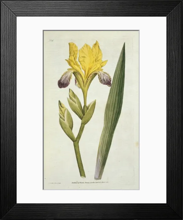 Framed Print : Iris variegata, variegated iris Framed Print : Iris variegata, variegated iris