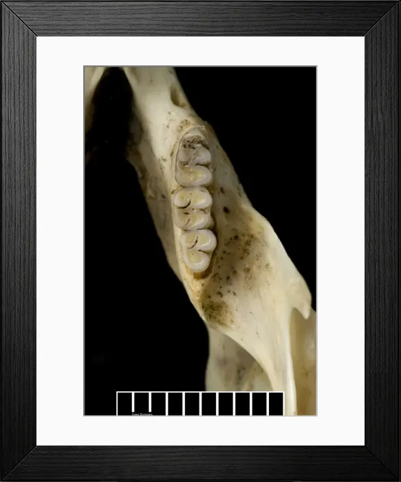 Framed Print : Megalomys desmarestii, antillean giant rice rat Framed Print : Megalomys desmarestii, antillean giant rice rat