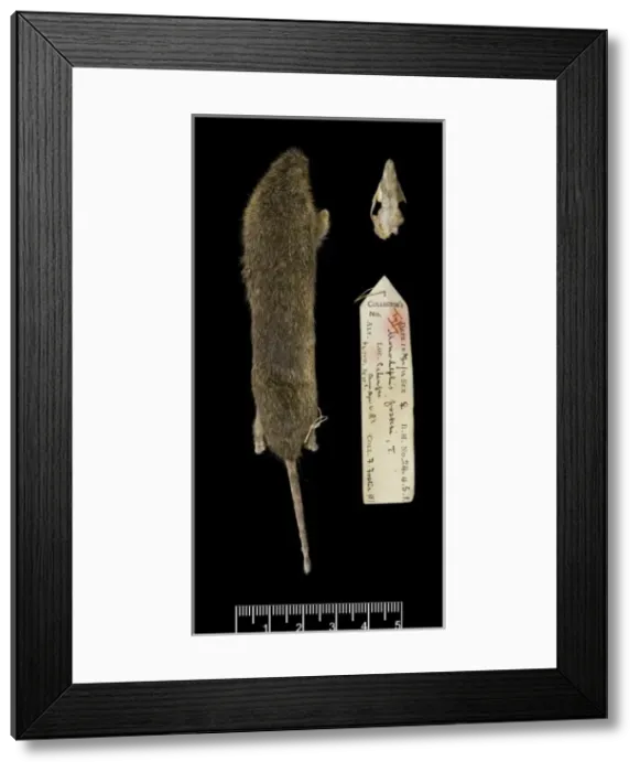 Framed Print : Monodelphis fosteri, shrewish short-tailed opossum Framed Print : Monodelphis fosteri, shrewish short-tailed opossum