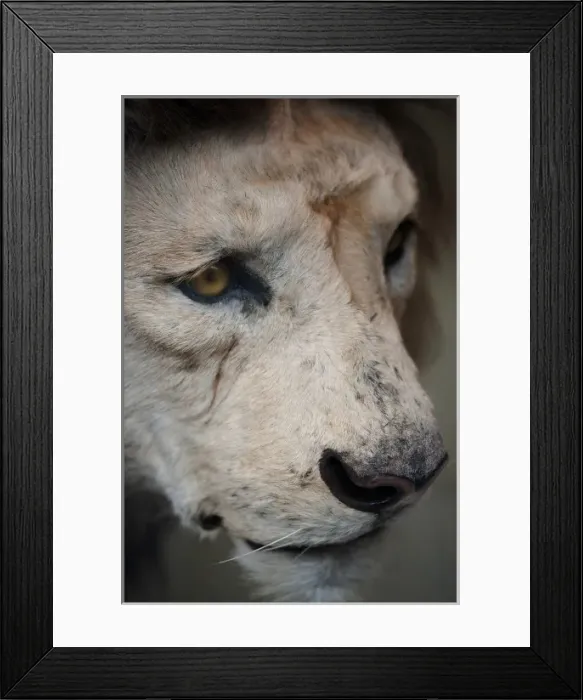 Framed Print : Panthera leo, lion Framed Print : Panthera leo, lion