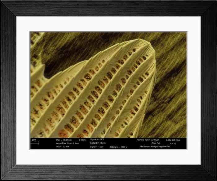 Framed Print : Artogeia napi, green-veined white Framed Print : Artogeia napi, green-veined white