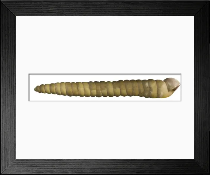 Framed Print : Dinocochlea Framed Print : Dinocochlea