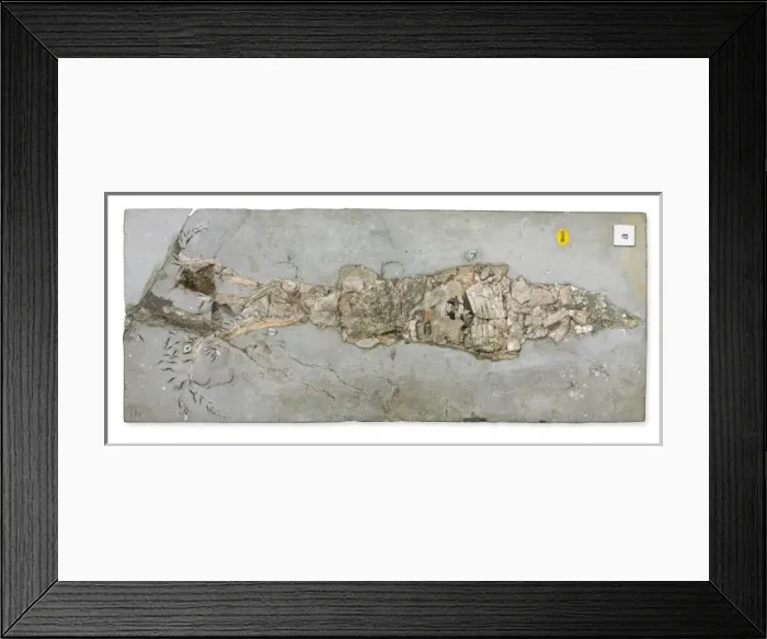 Framed Print : Belemnotheutis antiquus Framed Print : Belemnotheutis antiquus