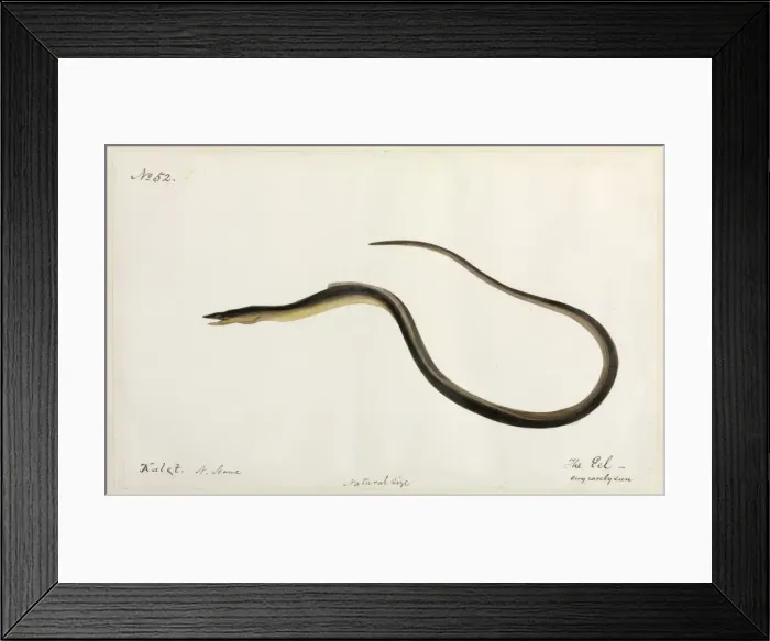 Framed Print : Eel illustration Framed Print : Eel illustration