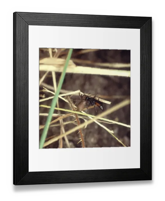 Framed Print : Spider-hunting wasp Framed Print : Spider-hunting wasp