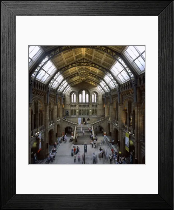 Framed Print : The Natural History Museum Framed Print : The Natural History Museum