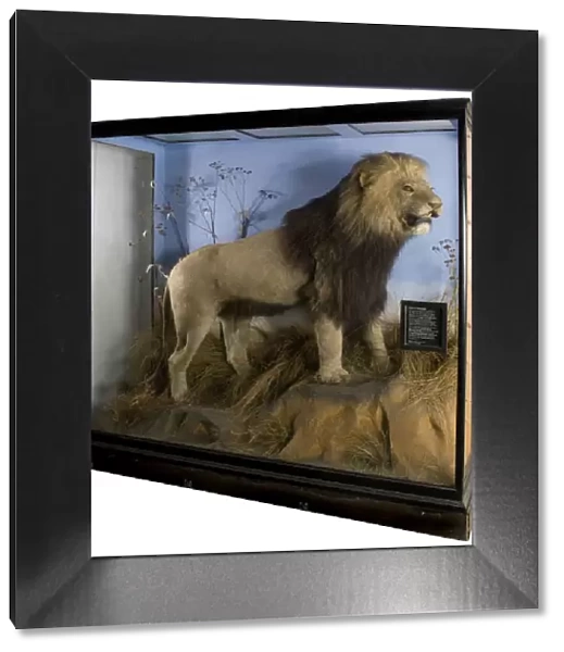 Panthera leo melanochaitus, cape Lion