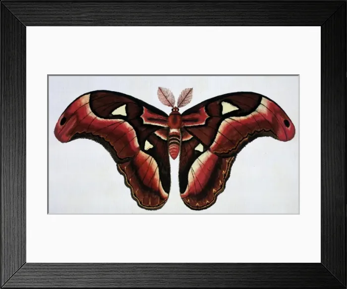 Framed Print : Asian moth Framed Print : Asian moth