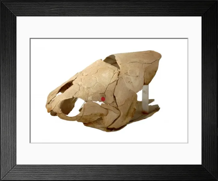 Framed Print : Eastmanosteus, Gogo fish Framed Print : Eastmanosteus, Gogo fish