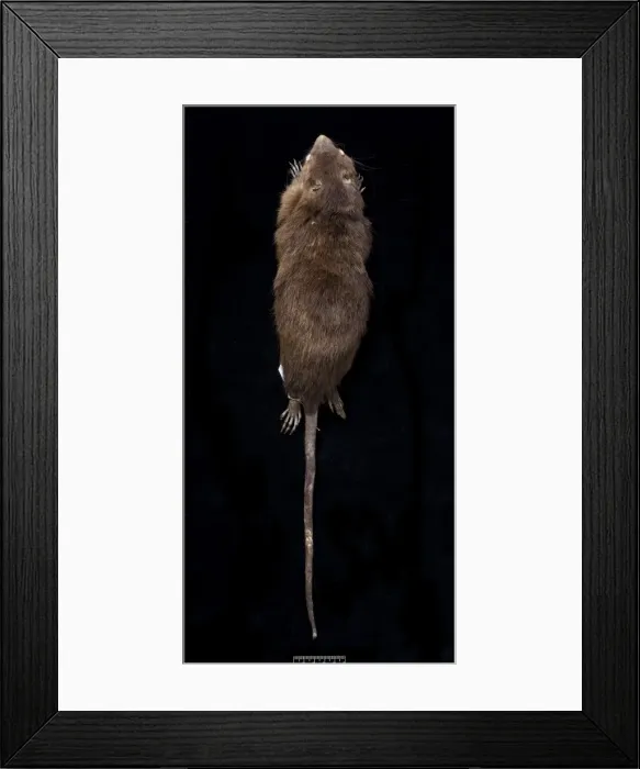 Framed Print : Megalomys desmarestii, antillean giant rice rat Framed Print : Megalomys desmarestii, antillean giant rice rat