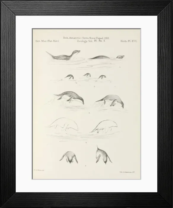 Framed Print : Terra Nova Birds report Framed Print : Terra Nova Birds report