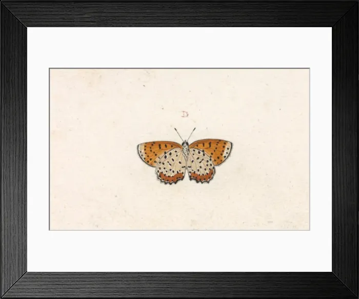 Framed Print : Papilio hyllus Framed Print : Papilio hyllus