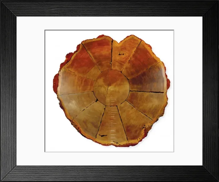 Framed Print : Sequoiadendron giganteum, giant sequoia Framed Print : Sequoiadendron giganteum, giant sequoia