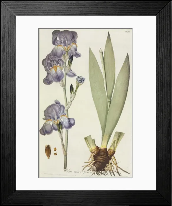 Framed Print : Iris odoratissima, tall bearded iris Framed Print : Iris odoratissima, tall bearded iris