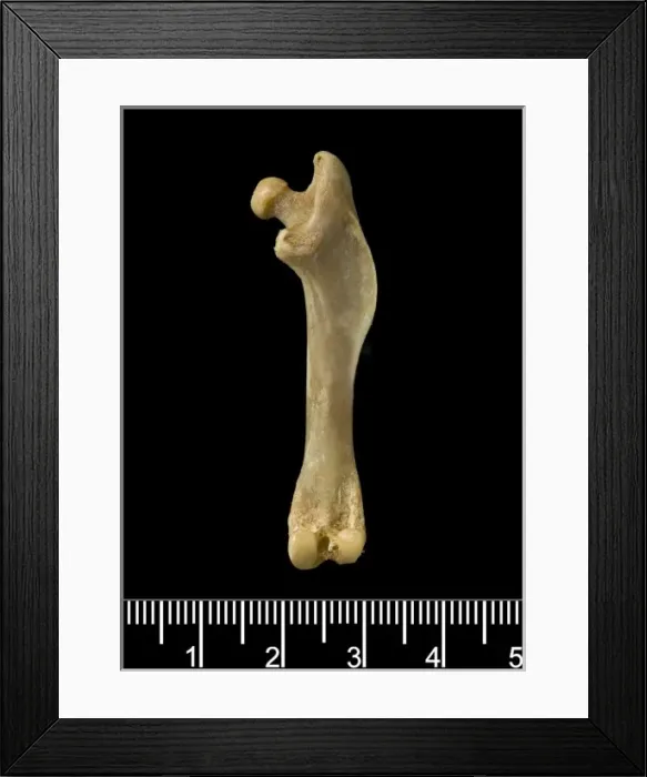 Framed Print : Megalomys desmarestii, antillean giant rice rat Framed Print : Megalomys desmarestii, antillean giant rice rat