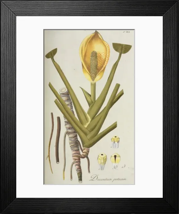 Framed Print : Dracontium percusum Framed Print : Dracontium percusum