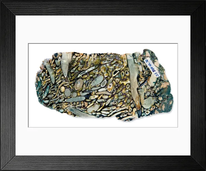 Framed Print : Shipworm borings Framed Print : Shipworm borings