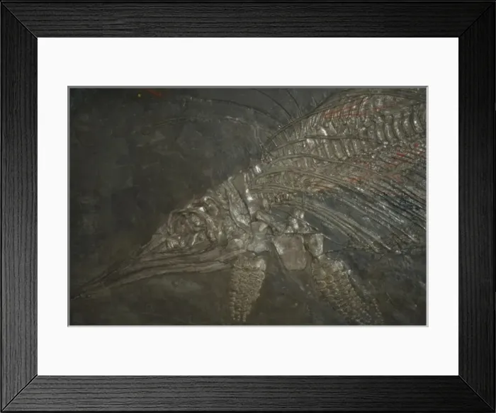 Framed Print : Life Galleries Framed Print : Life Galleries