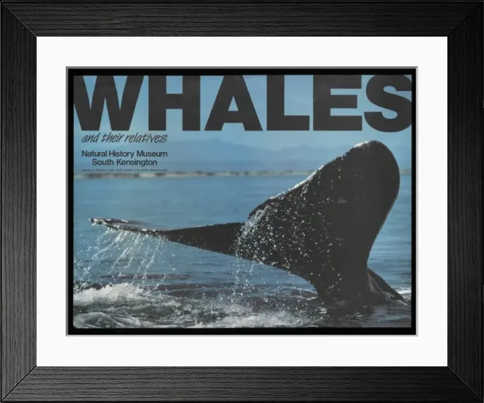 Framed Print : Whales and their relatives Framed Print : Whales and their relatives