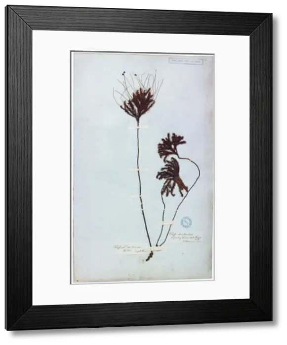 Framed Print : Dendroligotrichum dendroides Framed Print : Dendroligotrichum dendroides