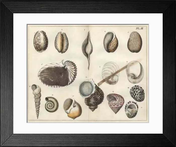 Framed Print : Various shells Framed Print : Various shells