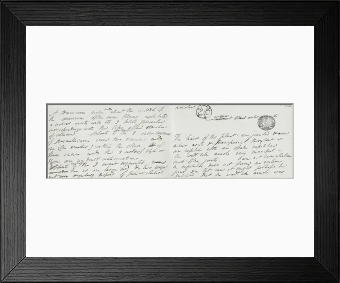 Framed Print : Sketch of Cypripedium reginae / spectabile by Robert Brown Framed Print : Sketch of Cypripedium reginae / spectabile by Robert Brown