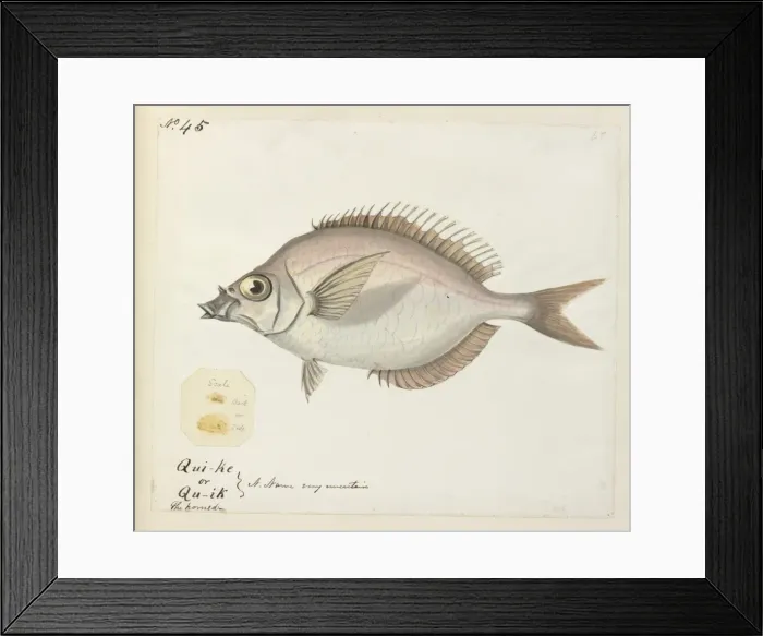 Framed Print : Fish illustration Framed Print : Fish illustration
