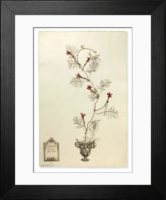 Framed Print : Ipomoea quamoclit, Cardinal creeper Framed Print : Ipomoea quamoclit, Cardinal creeper