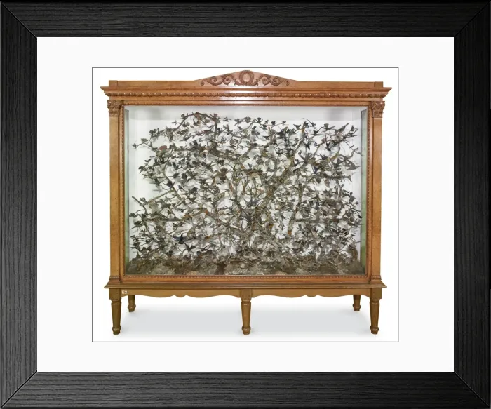Framed Print : Hummingbird case Framed Print : Hummingbird case