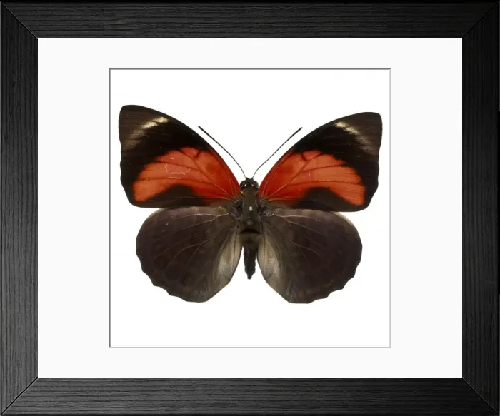 Framed Print : Agrias claudina, butterfly Framed Print : Agrias claudina, butterfly