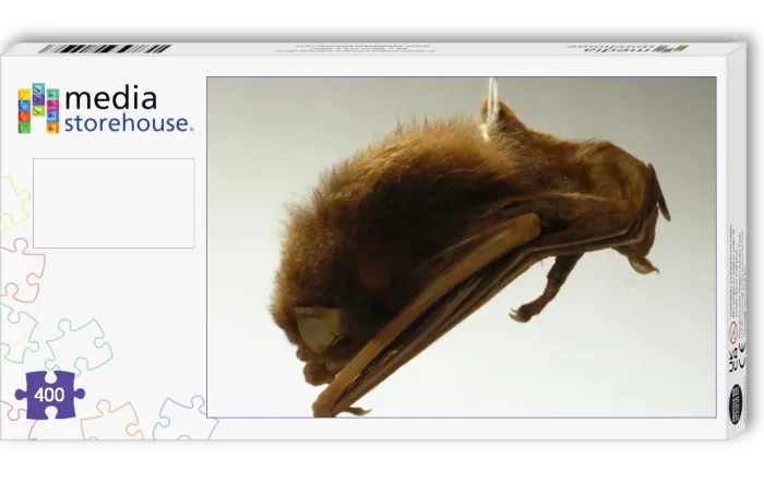 Jigsaw Puzzle : Pipistrellus sturdeei, Sturdees pipistrelle Jigsaw Puzzle : Pipistrellus sturdeei, Sturdees pipistrelle
